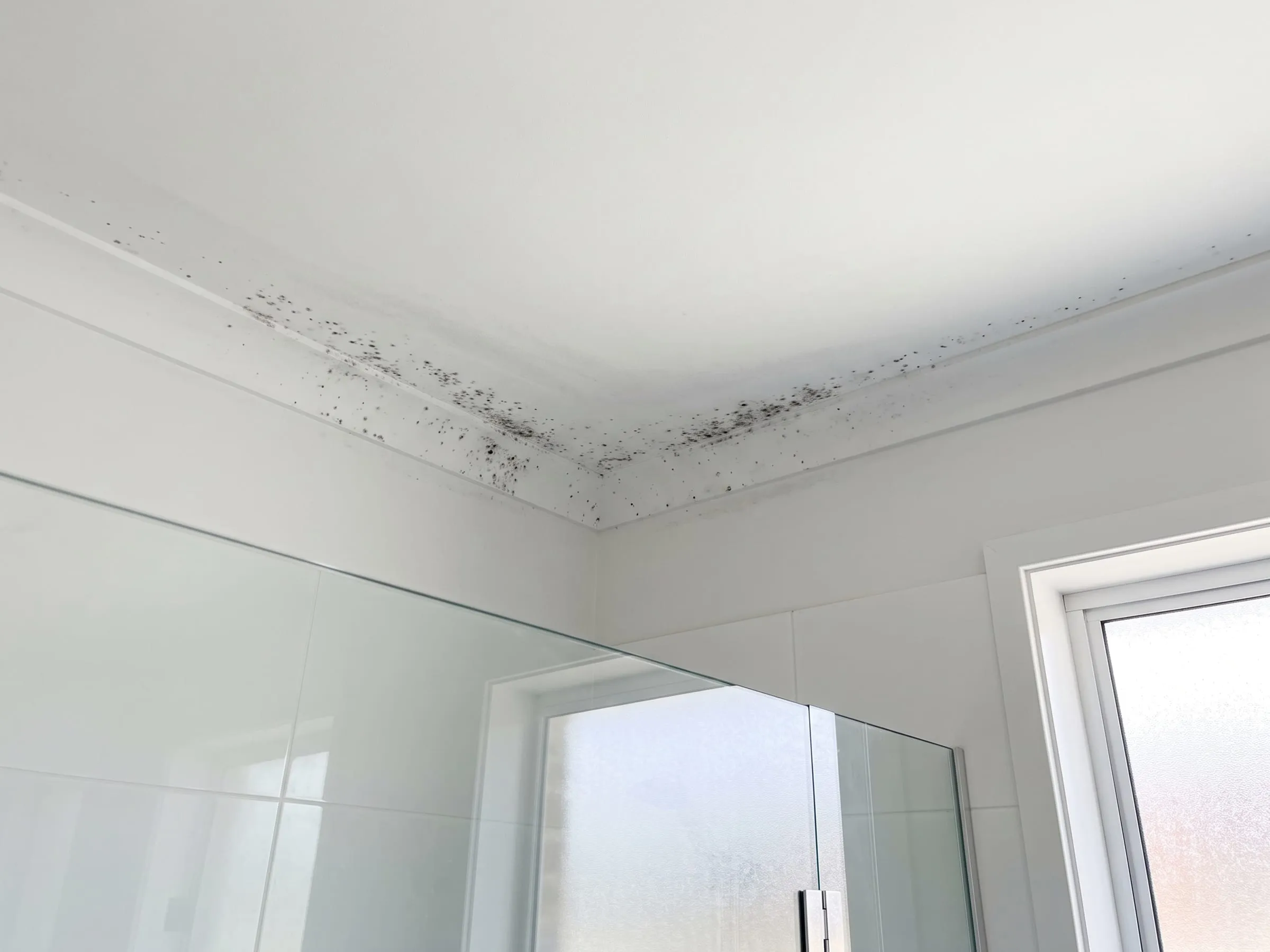 Illustration: a bathroom ceiling and cornice above a glass shower screen, mould spotting clustered in the corner and along the cornice line